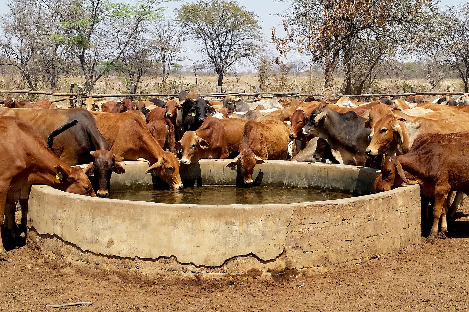 We have clean water wells replaced daily for livestock